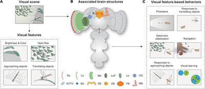 From Photons to Behaviors: Neural Implementations of Visual Behaviors in Drosophila
